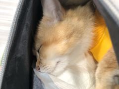 -纳吉亚猫专科动物医院(康都外科中心)
