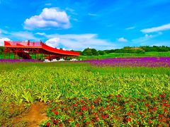 -莲花山花海