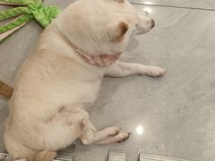 -柴犬小屋·柴餐厅·狗咖食堂(金鼎广场店)