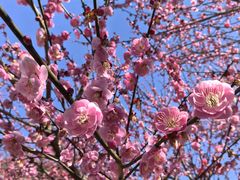 -新建村梅花