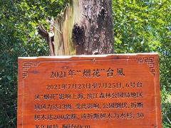 -上海滨江森林公园