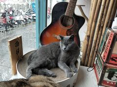 -喵屿·大理花园猫咖