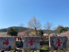 -香雪海