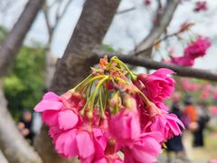 -顾村公园