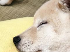-逗柴咖啡屋·狗咖猫咖宠物桌游