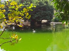 -九龙公园
