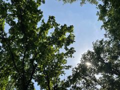 -上海共青森林公园