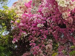 -深圳国际园林花卉博览园