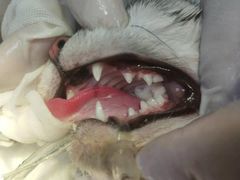 -瑞派·关忠动物医院·猫专科·犬专科(三环新城店)