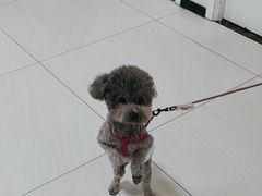-美联众合动物医院·24h京西诊疗中心