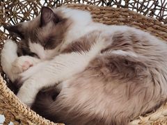 -飞行喵MR PILOT|猫舍·猫咖(静安大融城店)