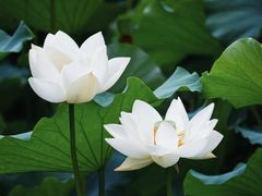 -桂湖森林公园