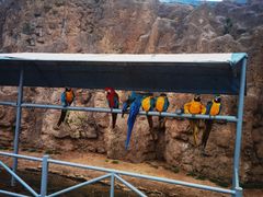 -西霞口神雕山野生动物世界