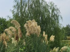 -杏花村文化旅游区