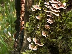 -五营红松林海景区