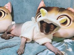 -李小姐の猫咖啡馆(五角场店)