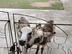 -清迈夜间动物园