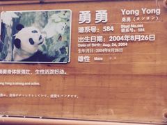 -成都大熊猫繁育研究基地