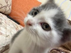 -伟伟宠物医院·CT影像中心·瑞派犬猫综合性门诊(汉口总院)