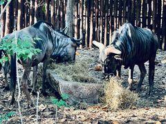 -清迈夜间动物园