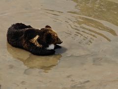 -青藏高原野生动物园