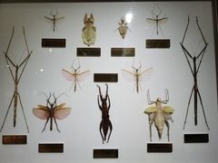 -上海昆虫博物馆