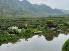 -中国茶叶博物馆(双峰馆区)