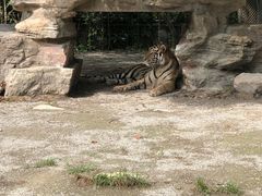 -上海野生动物园老虎餐厅