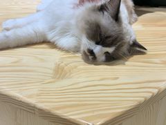 -藏猫猫咖啡主题馆(中央大道店)