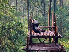 景点-成都大熊猫繁育研究基地