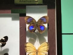 -上海昆虫博物馆