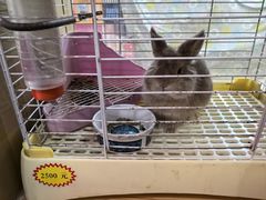 -宠物兔专门店(天丰利市场店)