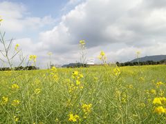 -光明小镇欢乐田园