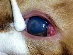 -菲尔斯特宠物医院