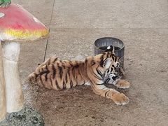 -秦皇岛野生动物园