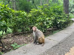 -黔灵山公园