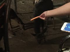 -清迈夜间动物园
