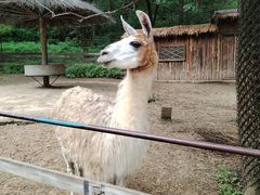 -沈阳森林动物园