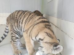 -深圳野生动物园
