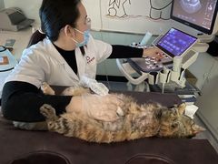 -特一安24小时宠物医院·骨科·中兽医