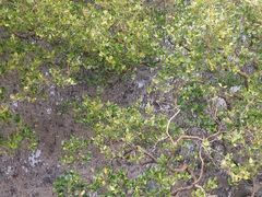 -北海金海湾红树林生态旅游区