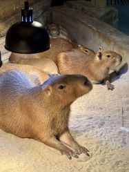 -Zoolung Zoolung动物主题公园(海信广场店)