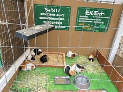 -神户市立六甲山牧场