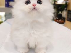 -momokira米努特·德文卷毛猫·棉花面纱犬