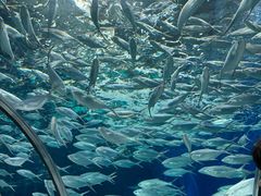 -上海海洋水族馆