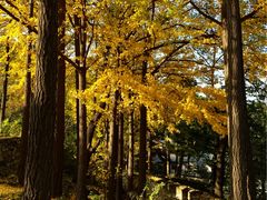 -奥林匹克森林公园南门-停车场