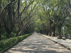 -大湾区中央湿地公园