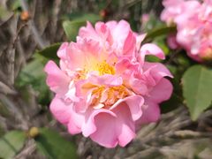 -文华公园(禅城区)