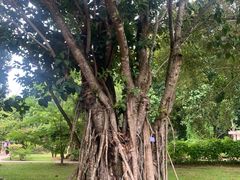 -中国科学院西双版纳热带植物园