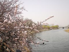 -桃花堤公园